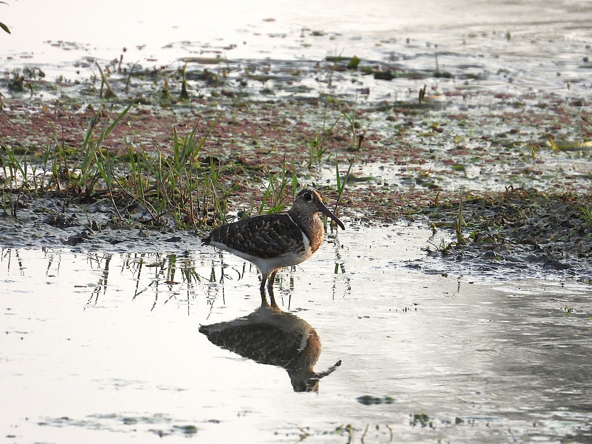 Greater Painted-Snipe - ML638346626