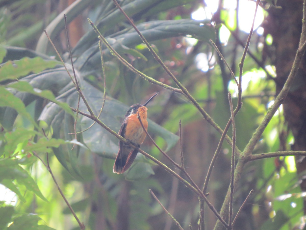 Purple-throated Mountain-gem - ML638346627