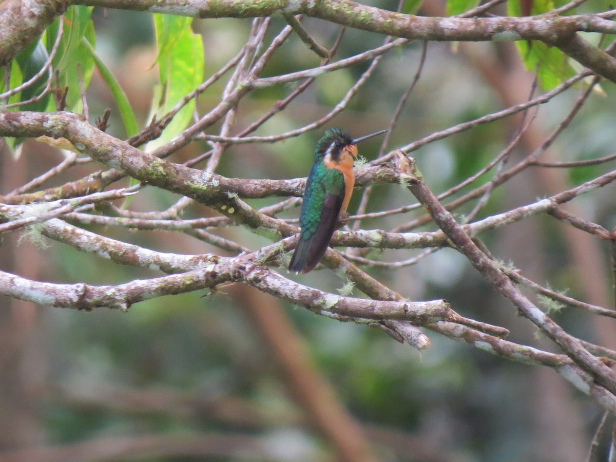Purple-throated Mountain-gem - ML638346628