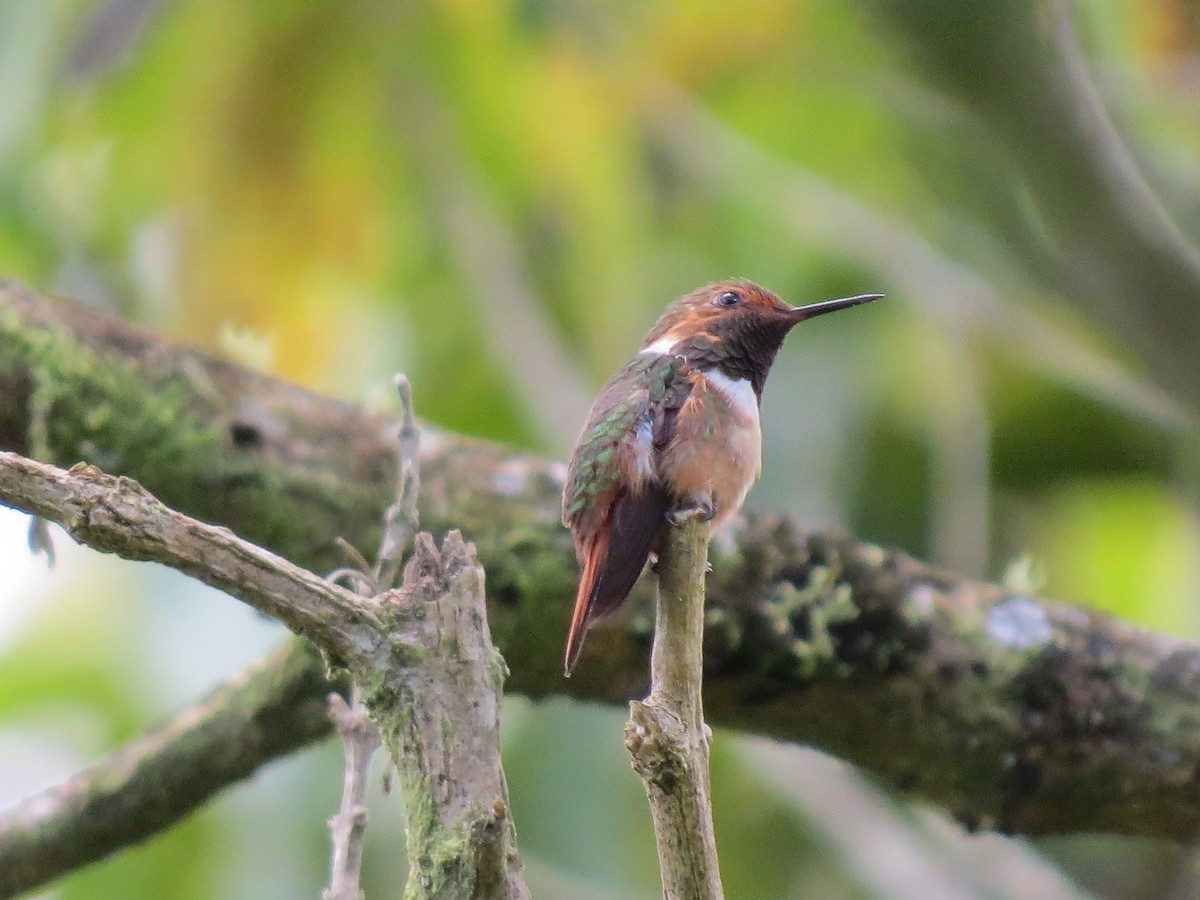 Scintillant Hummingbird - ML638346657