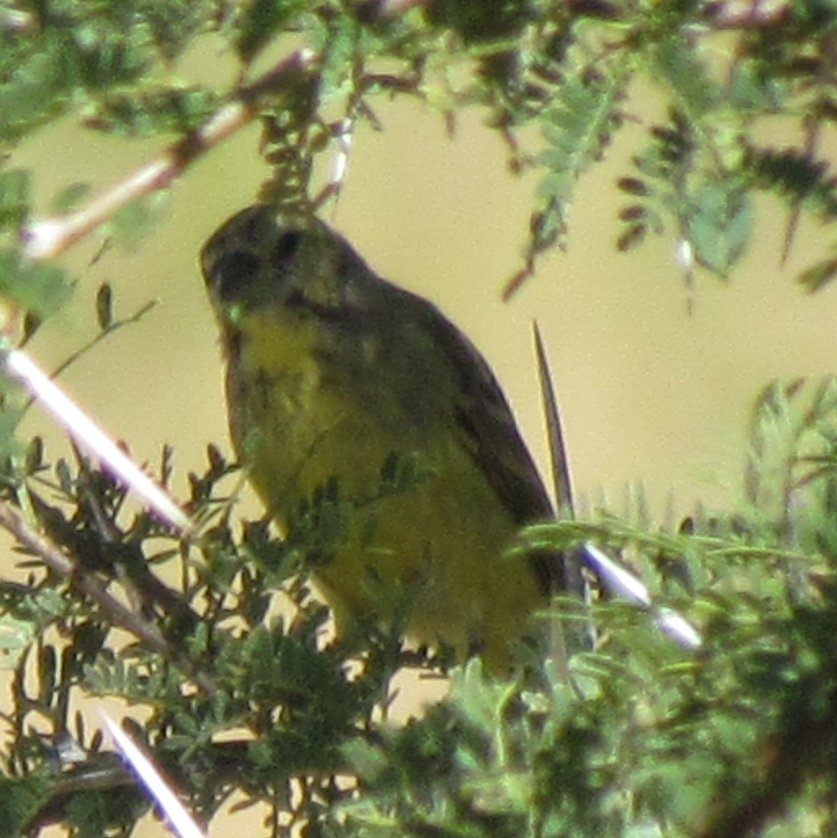 Yellow-fronted Canary - ML638346663