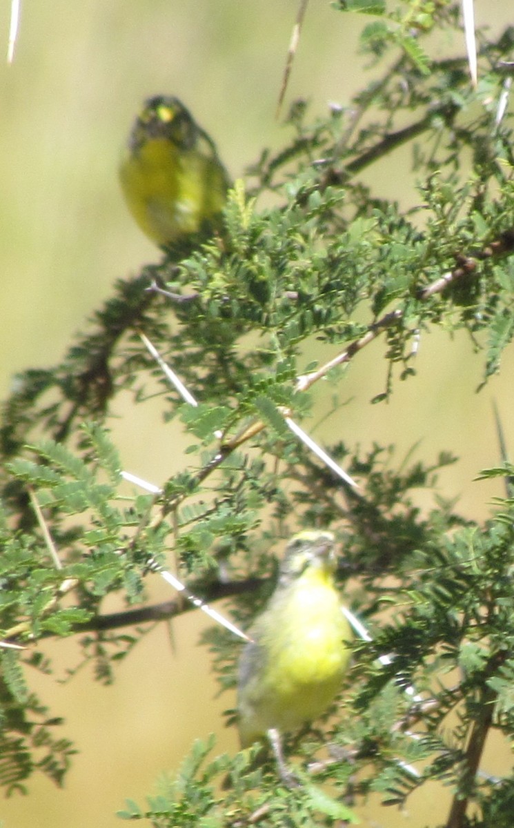 Yellow-fronted Canary - ML638346664