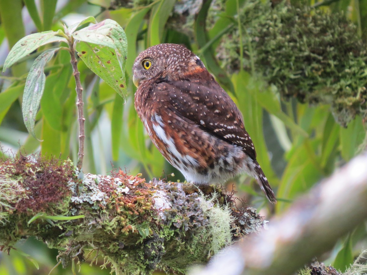 Costa-Rica-Zwergkauz - ML638346690