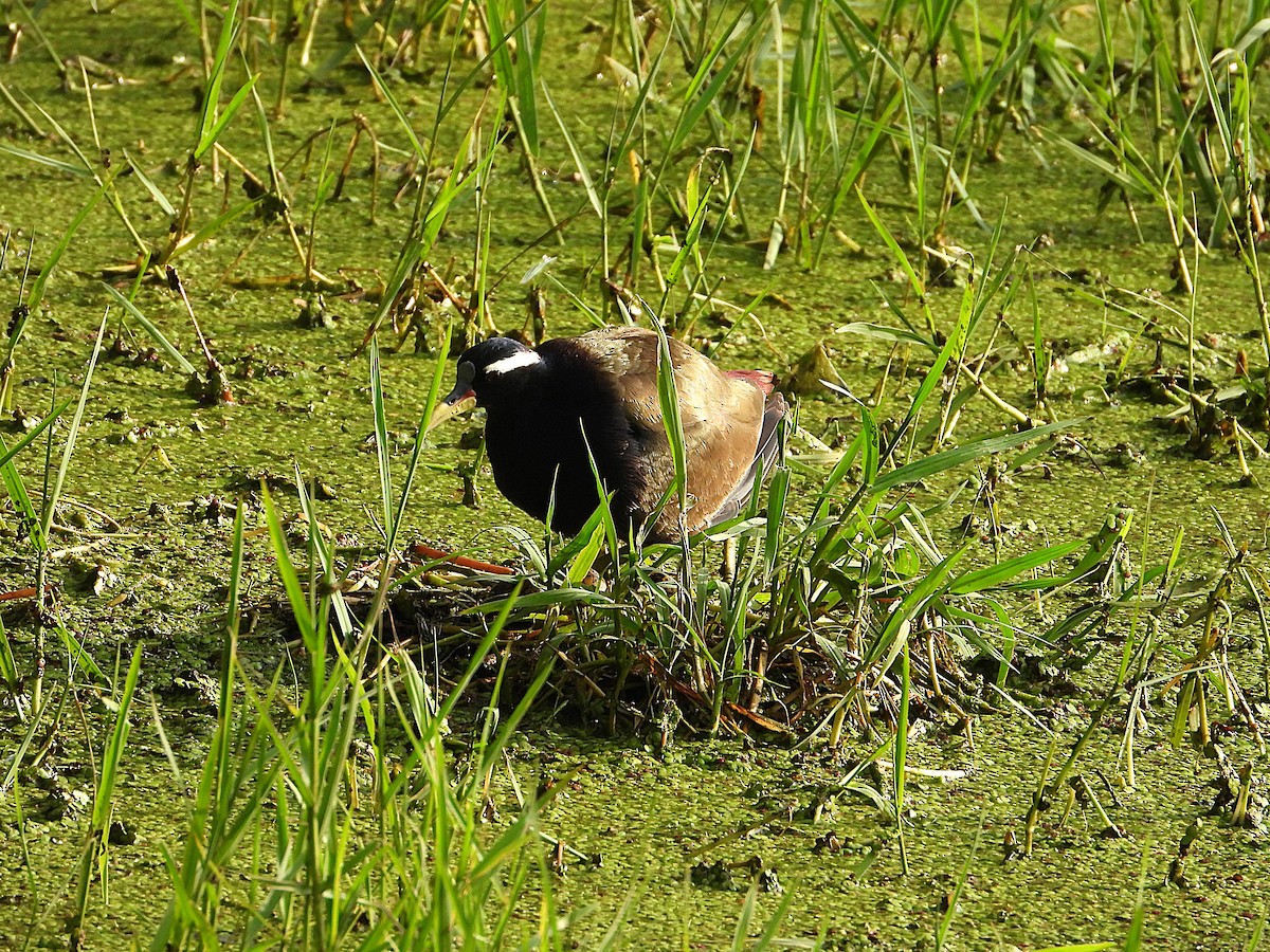 Bronzeblatthühnchen - ML638346691
