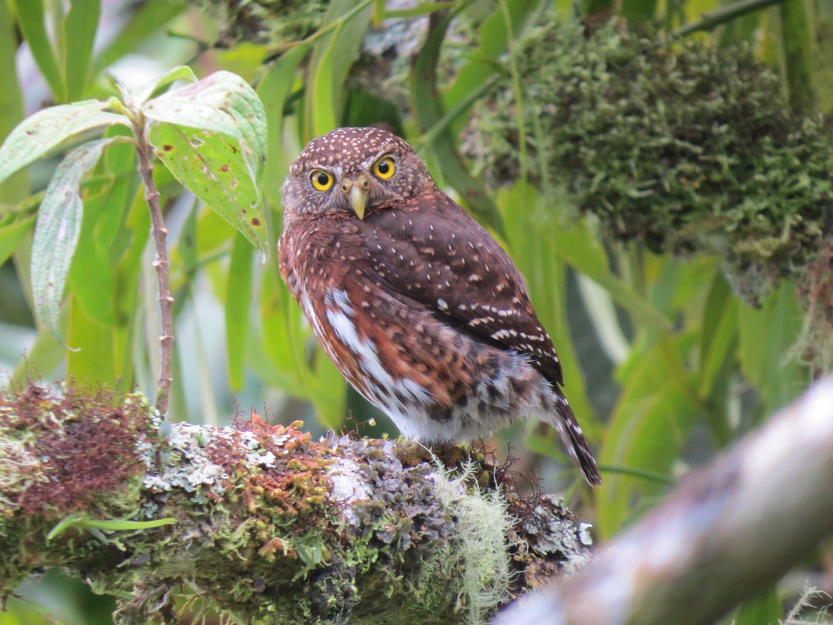 Costa-Rica-Zwergkauz - ML638346692