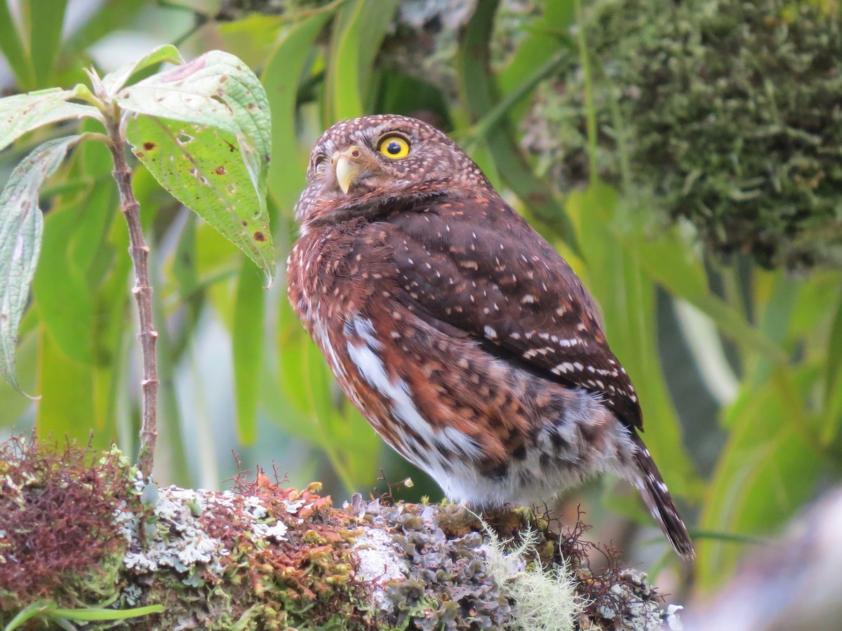 Costa-Rica-Zwergkauz - ML638346694