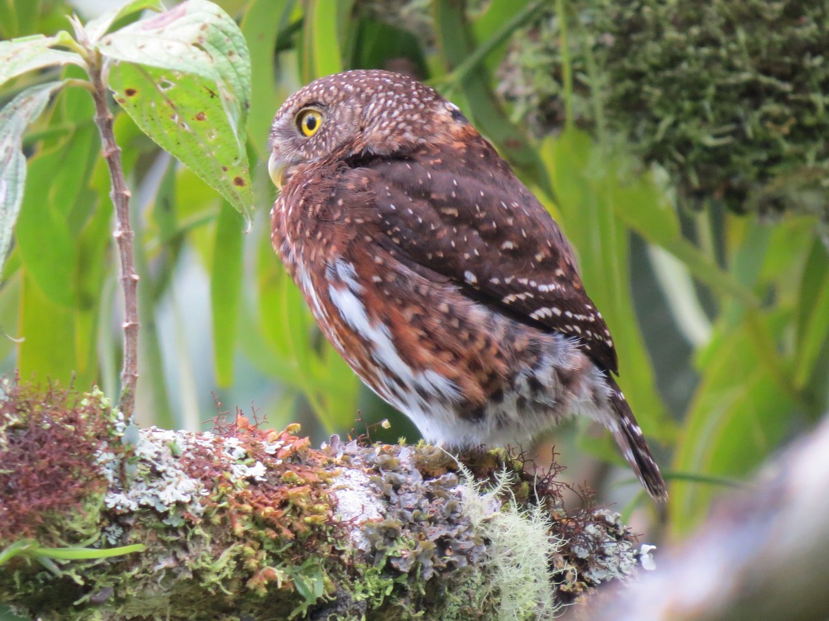 Costa-Rica-Zwergkauz - ML638346696