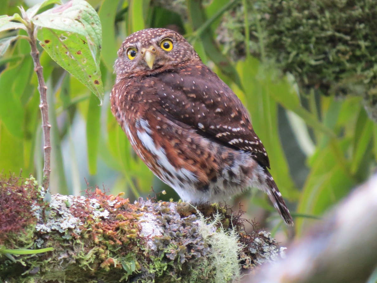 Costa-Rica-Zwergkauz - ML638346697