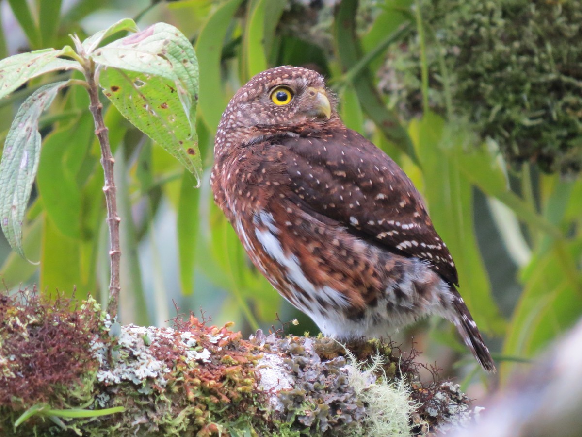 Costa-Rica-Zwergkauz - ML638346698