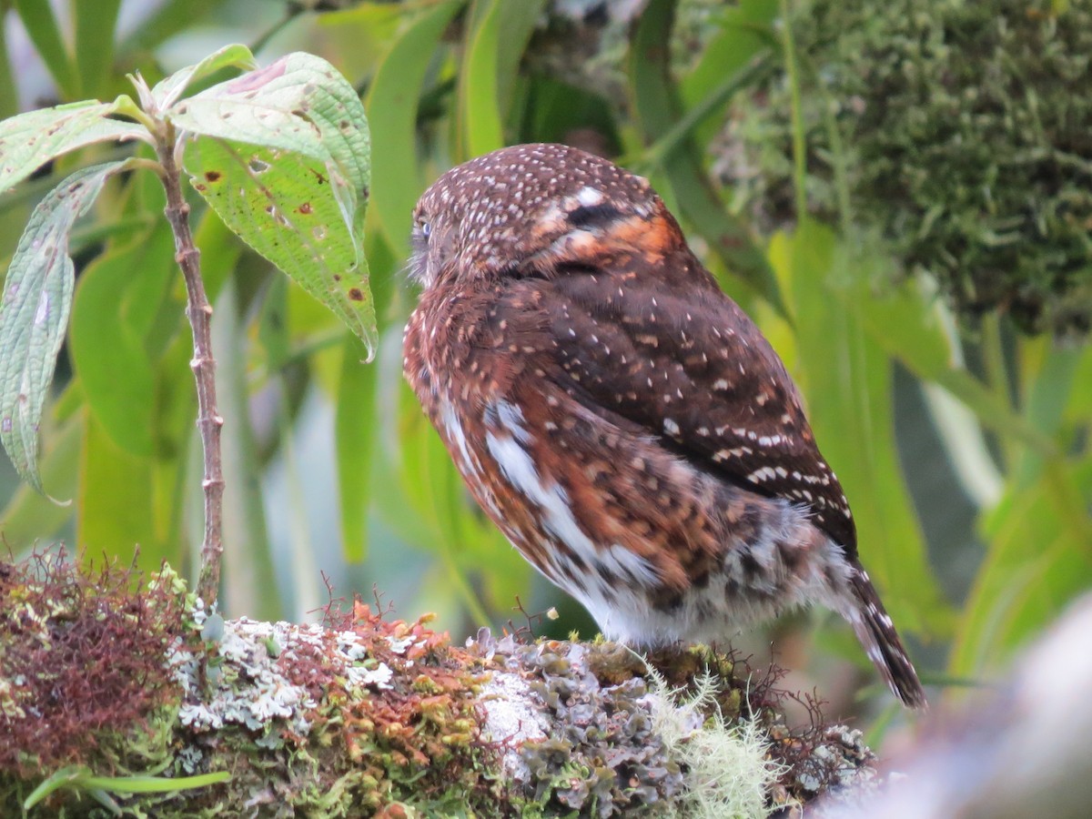 Costa-Rica-Zwergkauz - ML638346699