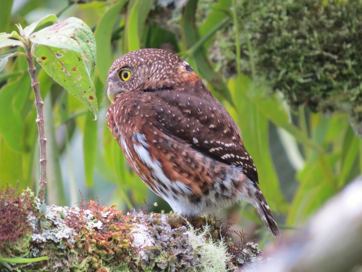 Costa-Rica-Zwergkauz - ML638346700