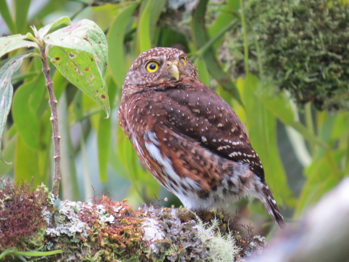 Costa-Rica-Zwergkauz - ML638346703