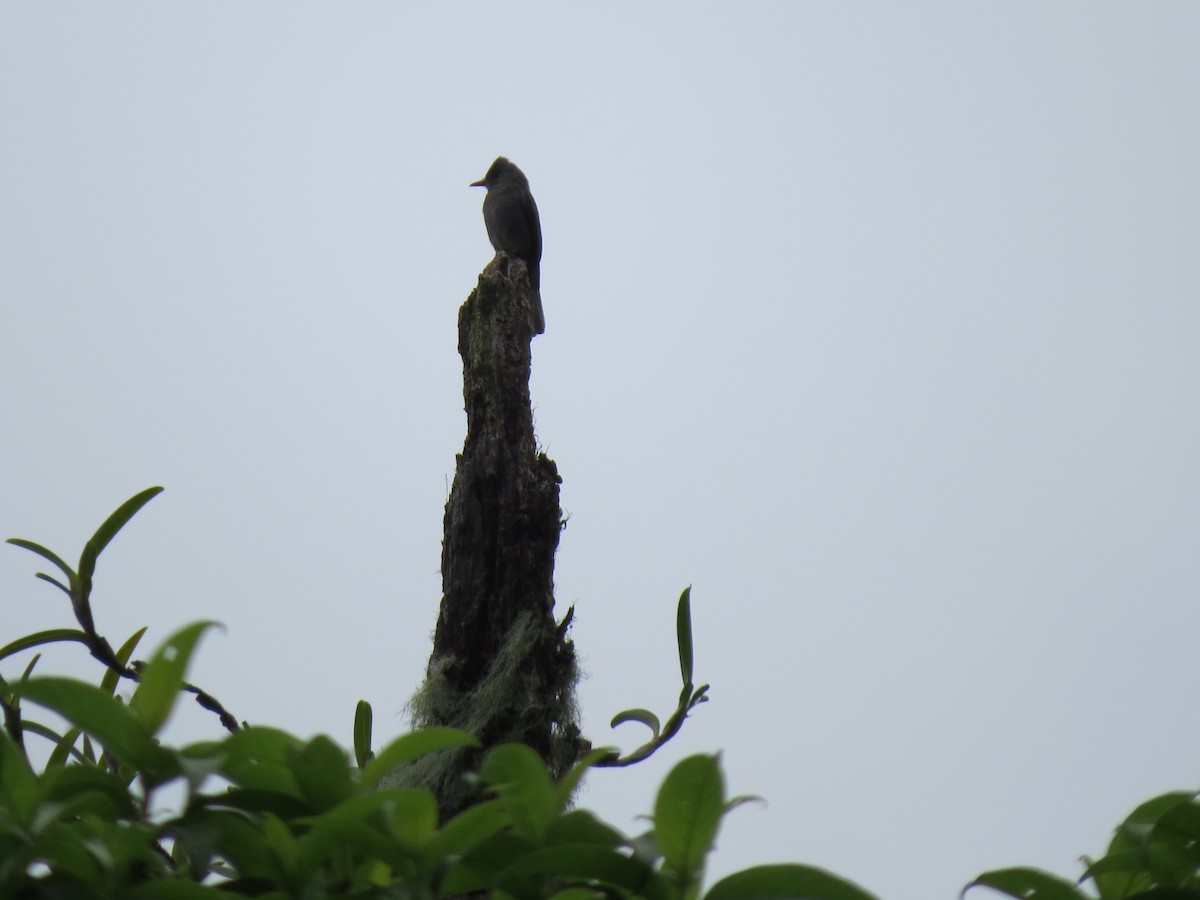 Dark Pewee - ML638346709