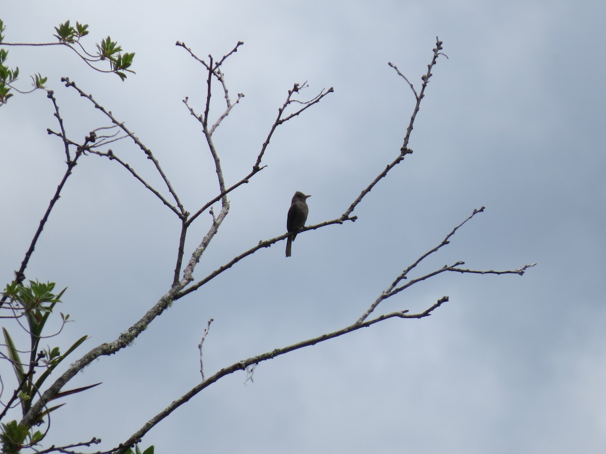 Dark Pewee - ML638346711