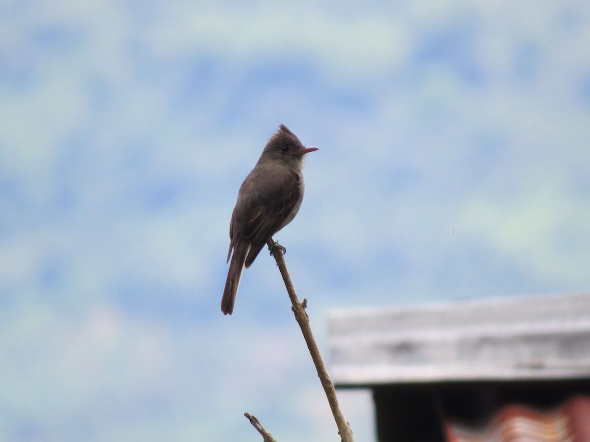 Dark Pewee - ML638346712