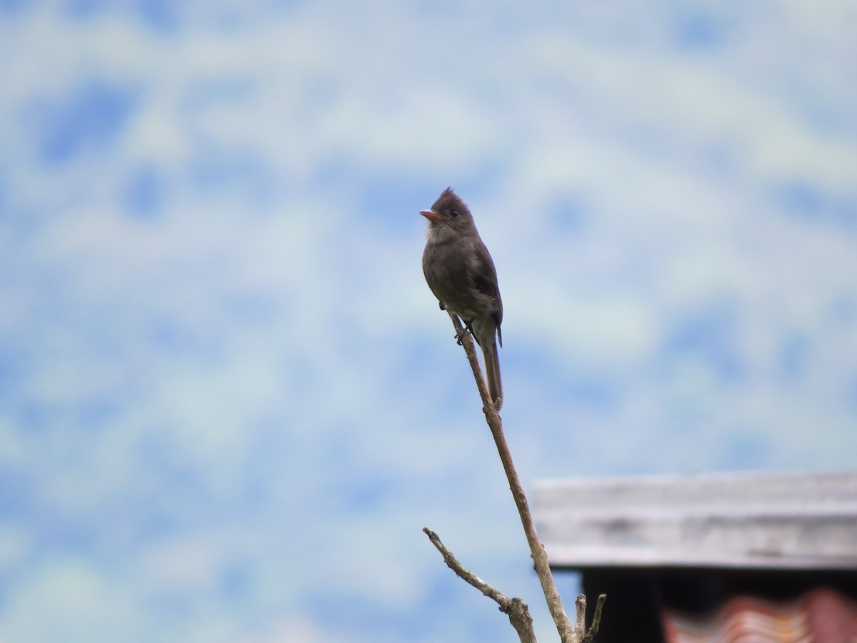 Dark Pewee - ML638346713