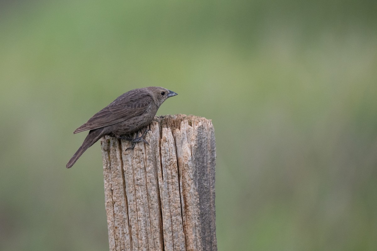Brown-headed Cowbird - ML638346735