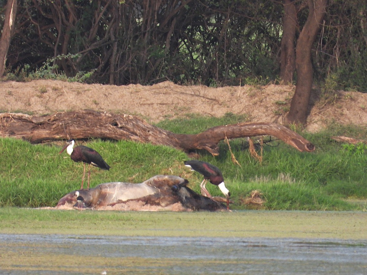 ullhalsstork - ML638346736