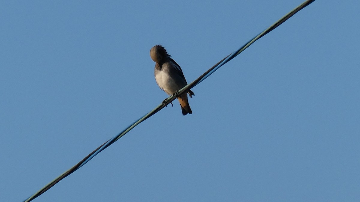 Chestnut-cheeked Starling - ML638346738