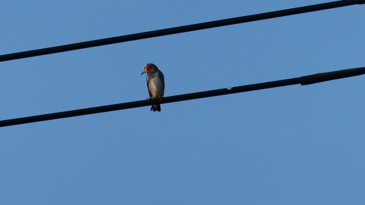 Chestnut-cheeked Starling - ML638346739