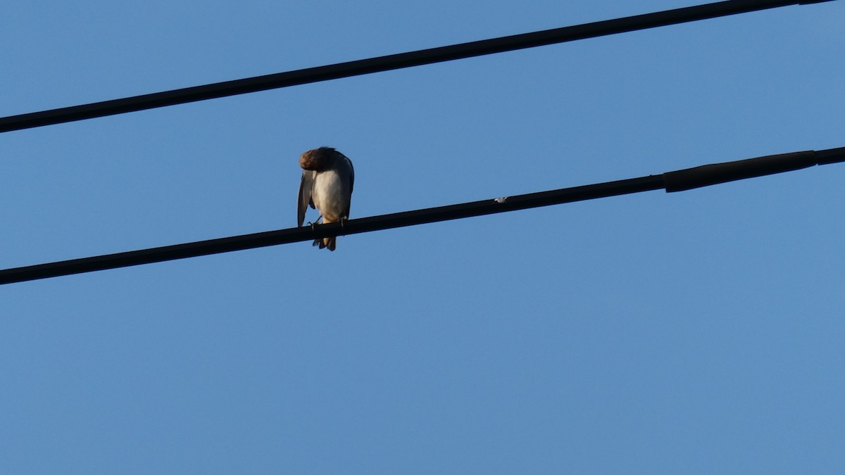 Chestnut-cheeked Starling - ML638346741