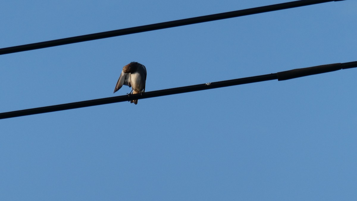 Chestnut-cheeked Starling - ML638346743