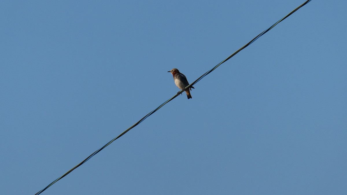 Chestnut-cheeked Starling - ML638346745