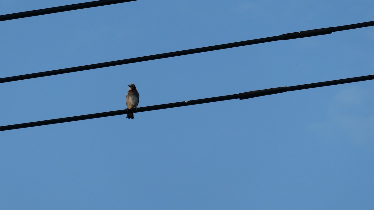 Chestnut-cheeked Starling - ML638346746