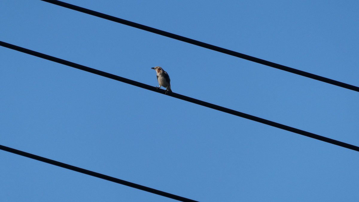 Chestnut-cheeked Starling - ML638346747