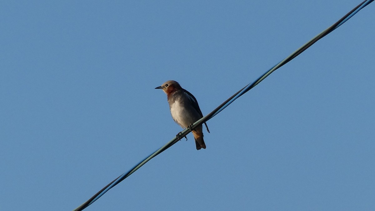 Chestnut-cheeked Starling - ML638346748