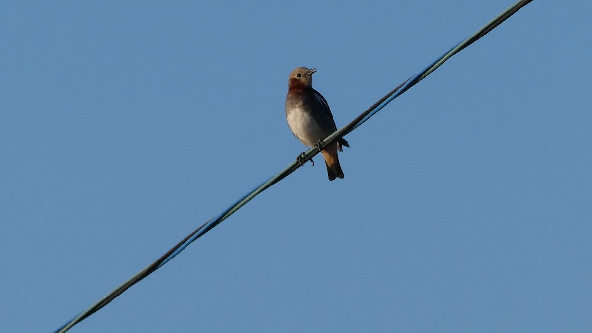 Chestnut-cheeked Starling - ML638346749