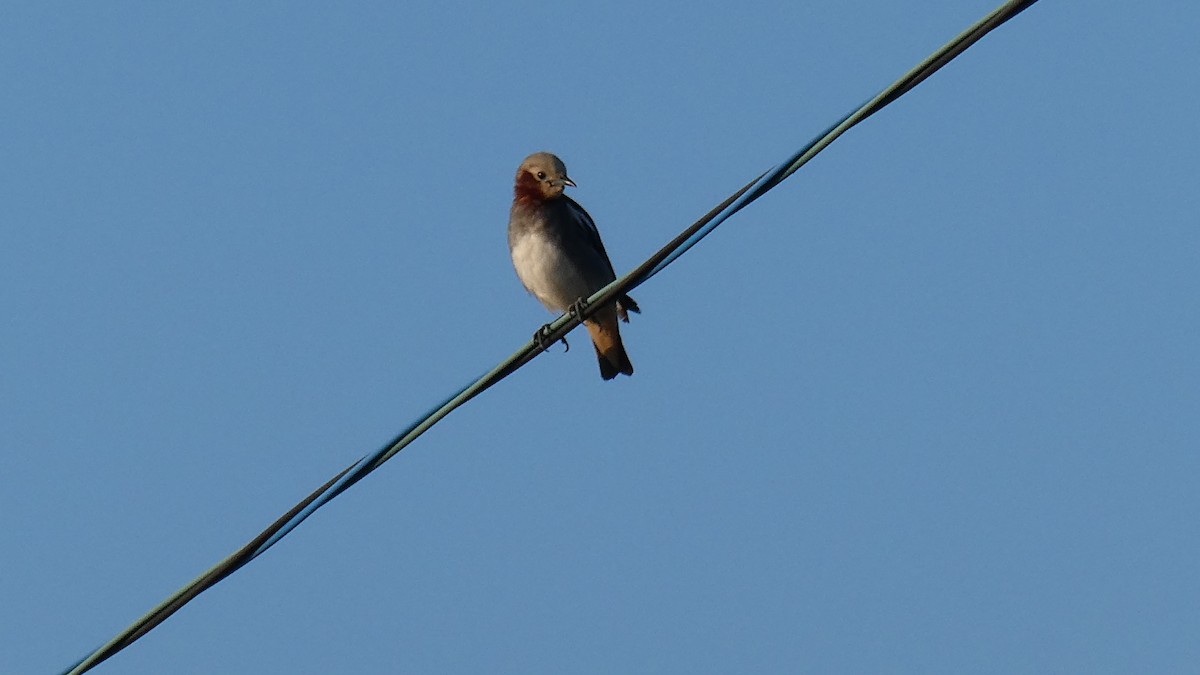 Chestnut-cheeked Starling - ML638346750