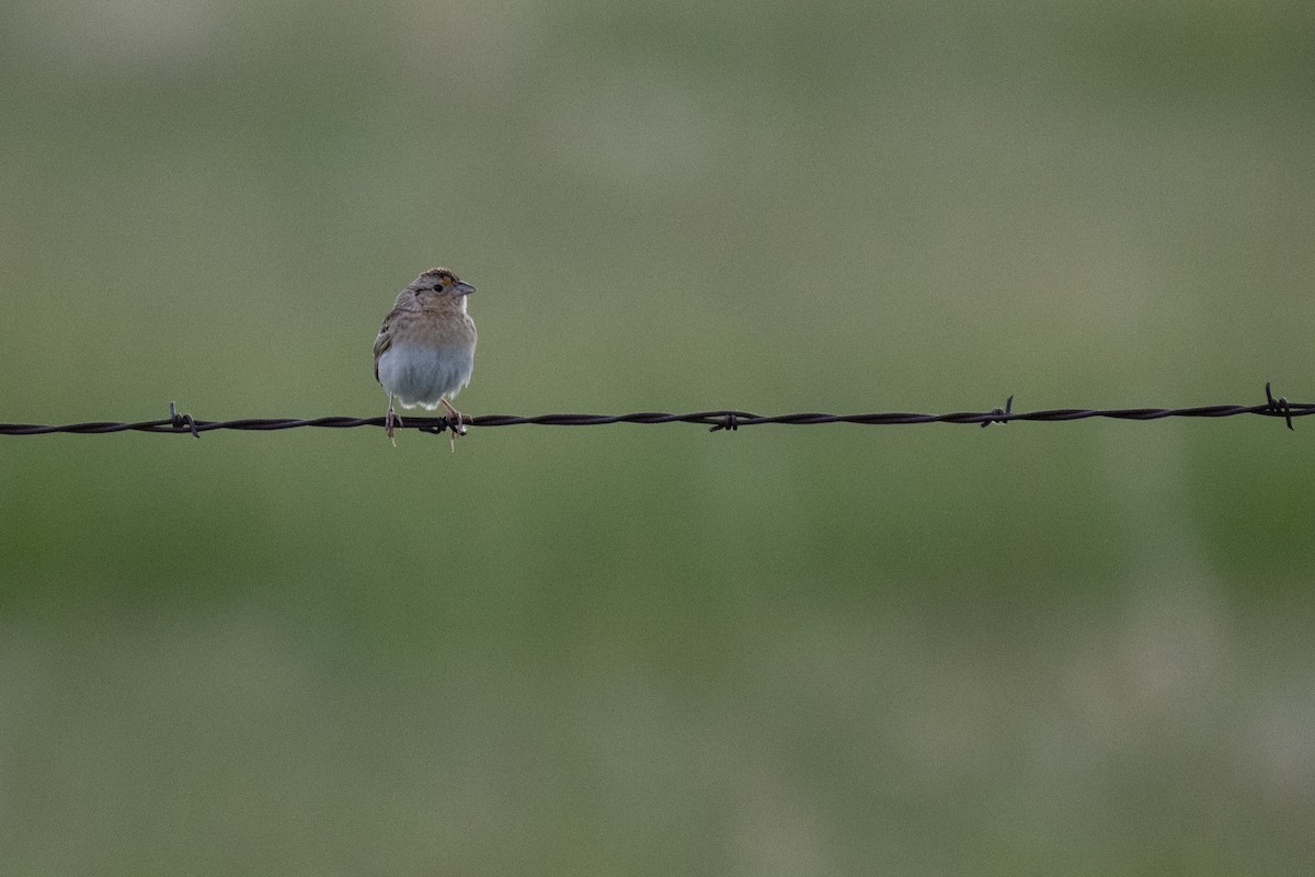 Grasshopper Sparrow - ML638346752