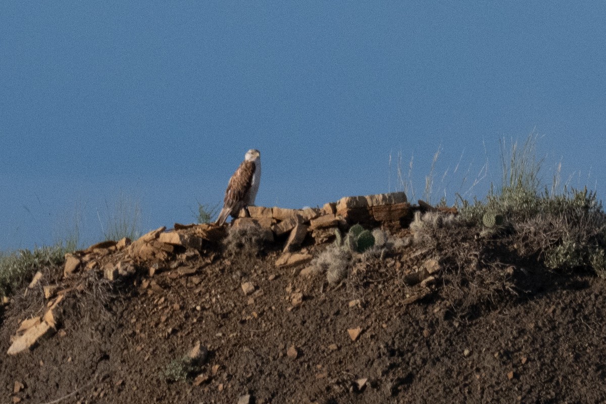 Ferruginous Hawk - ML638346758