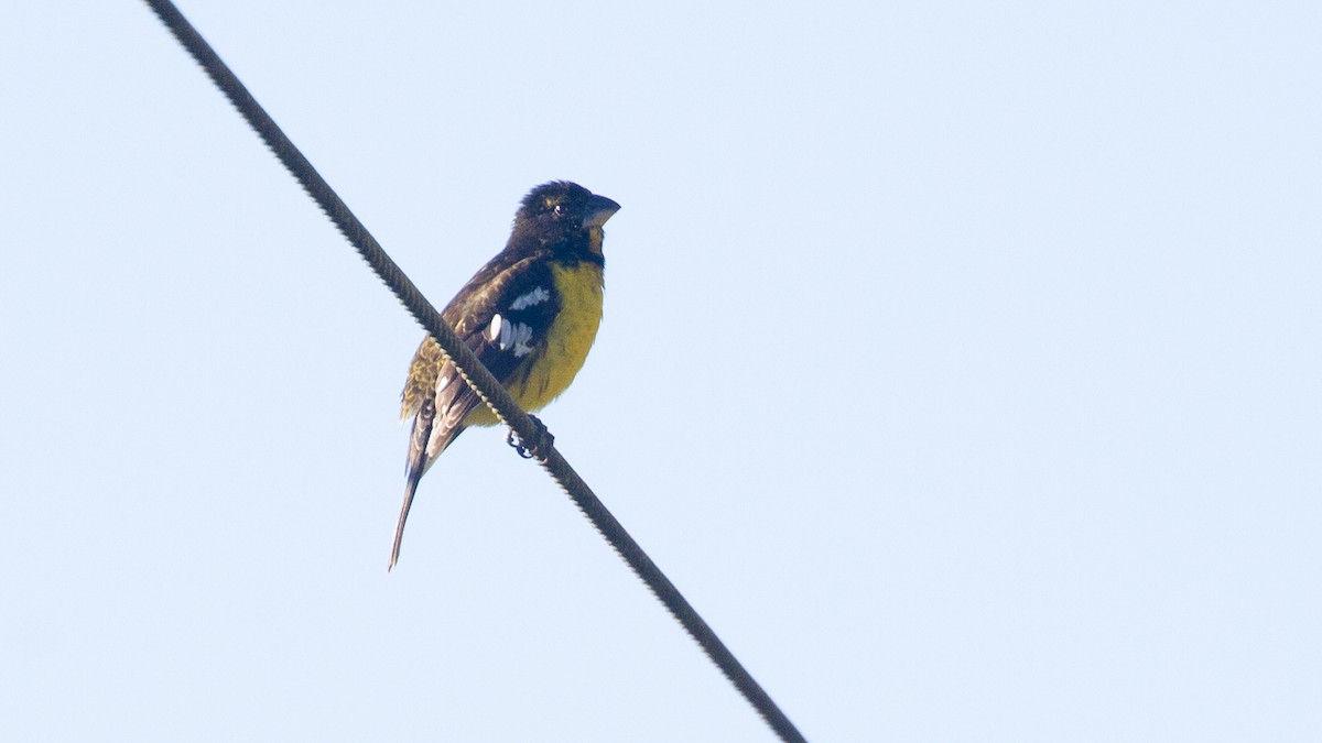 Black-backed Grosbeak - ML638346759