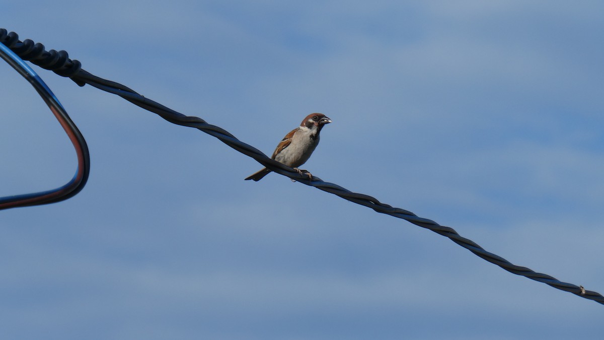 Eurasian Tree Sparrow - ML638346763
