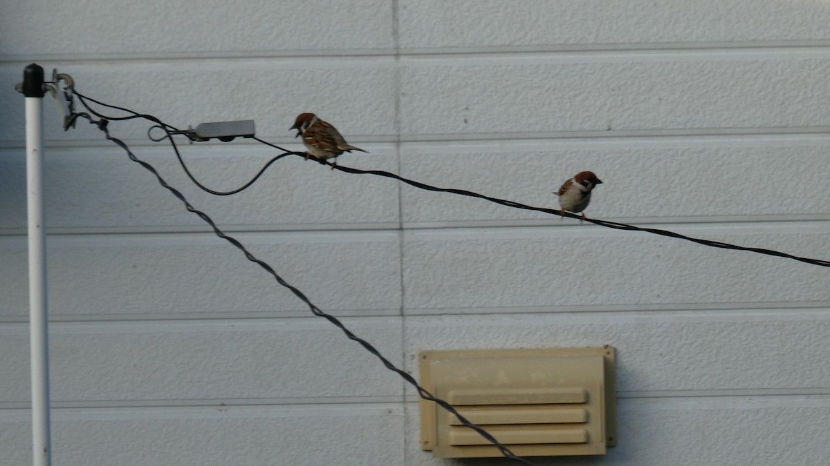 Eurasian Tree Sparrow - ML638346764