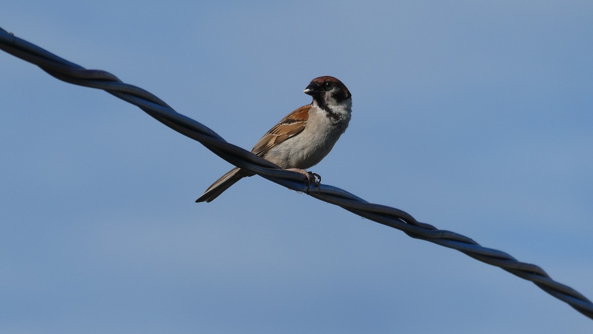 Eurasian Tree Sparrow - ML638346765