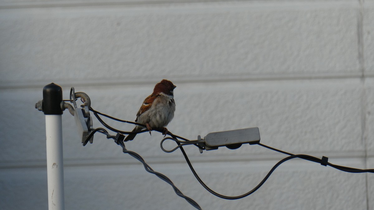 Eurasian Tree Sparrow - ML638346766