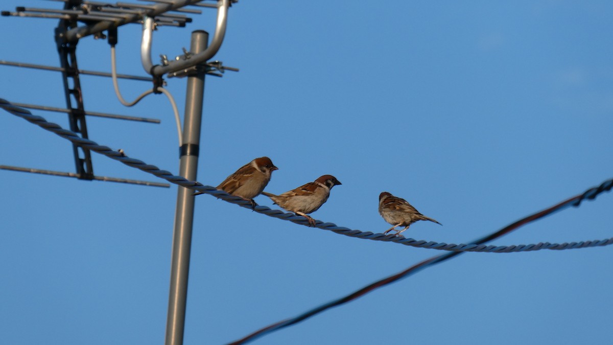 Eurasian Tree Sparrow - ML638346767