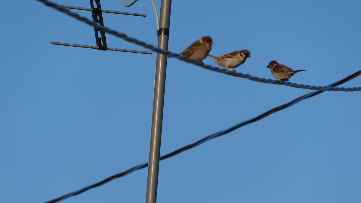 Eurasian Tree Sparrow - ML638346768