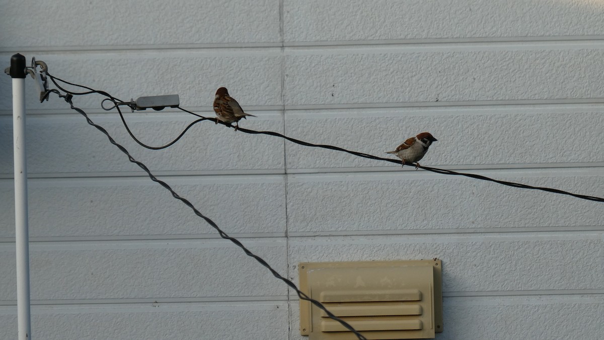 Eurasian Tree Sparrow - ML638346769