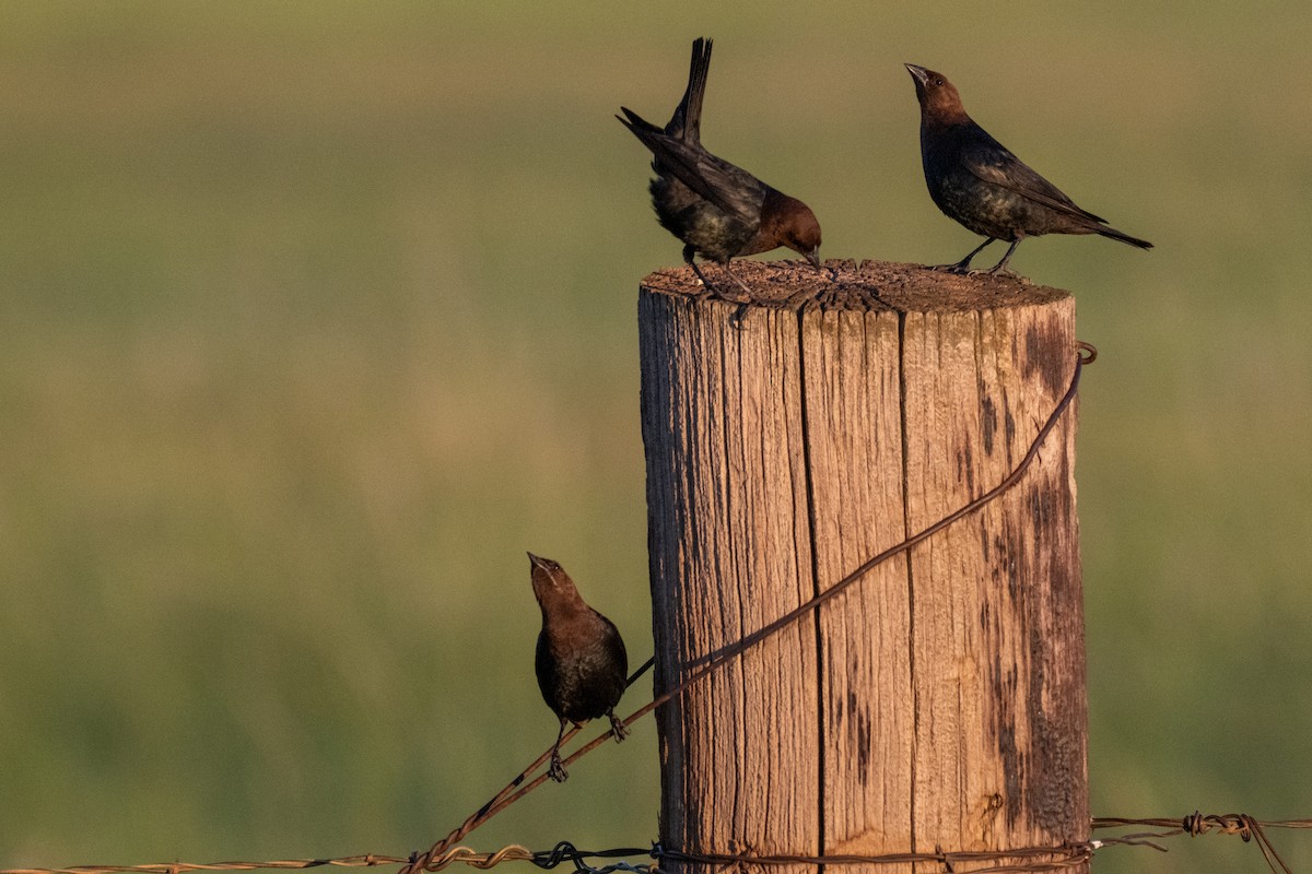 Brown-headed Cowbird - ML638346775