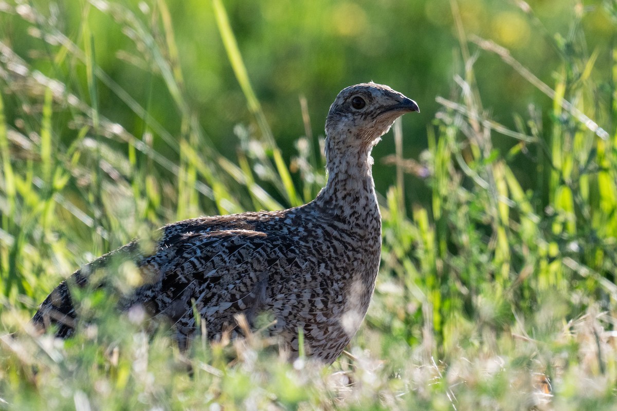 Sharp-tailed Grouse - ML638346809