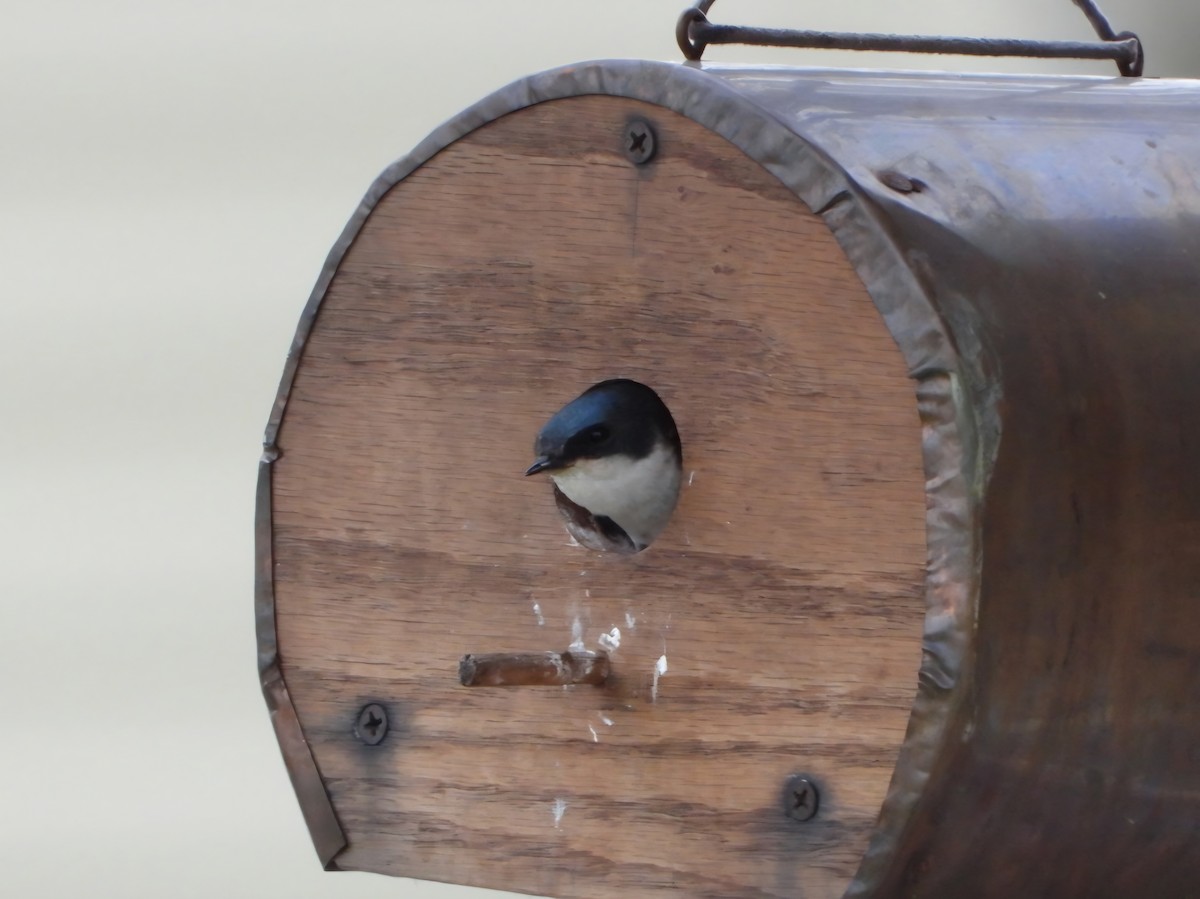 Tree Swallow - ML638346823