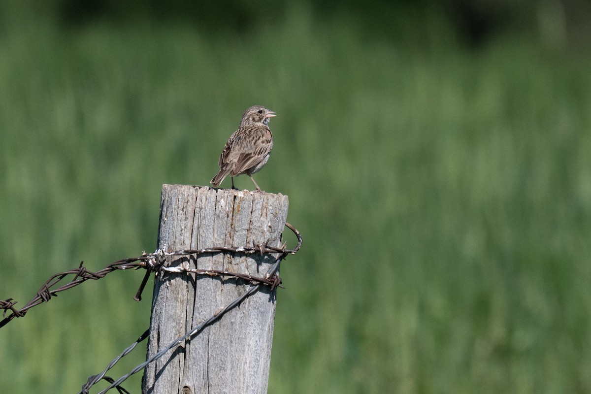 Vesper Sparrow - ML638346835