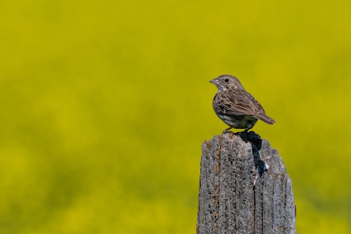 Vesper Sparrow - ML638346839