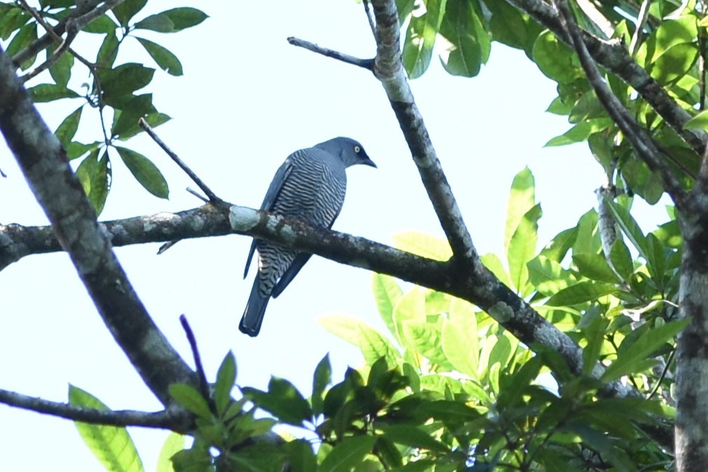 Barred Cuckooshrike - ML638346852