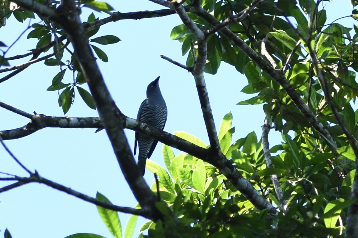 Barred Cuckooshrike - ML638346859