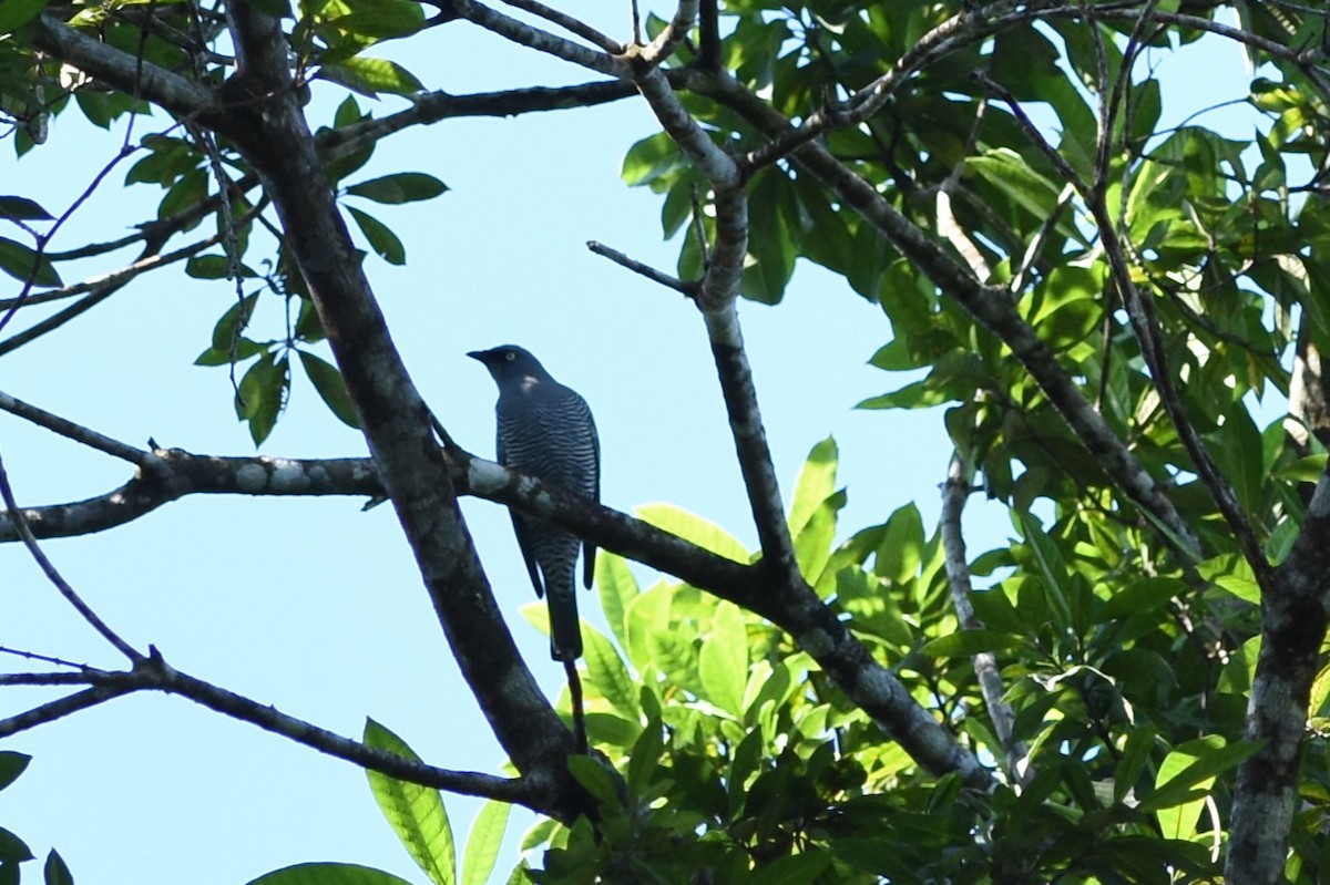 Barred Cuckooshrike - ML638346867